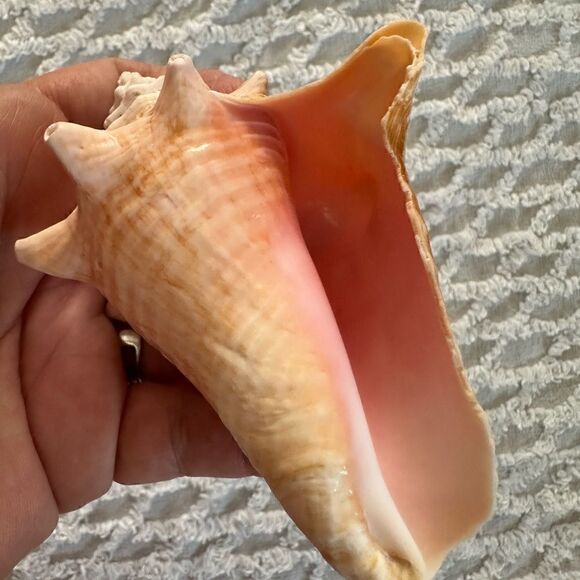 Sea Shells From Bahamas Small Unharvested Conch - Picture 6 of 12